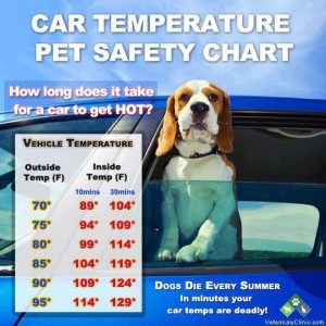 Heat Chart for Animals In Cars